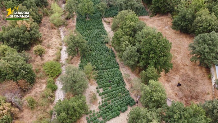Sequestrate nel Nuorese due tonnellate e mezzo di droga Sequestrate nel Nuorese due tonnellate e mezzo di droga