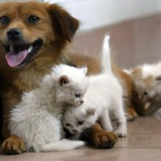 Acqua sempre disponibile e attenzione a superfici calde, 5 consigli per proteggere cani e gatti in estate Acqua sempre disponibile e attenzione a superfici calde, 5 consigli per proteggere cani e gatti in estate
