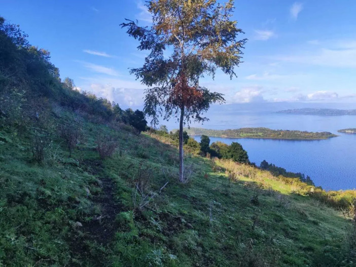 Mundys, Neya lancia in Cile un nuovo progetto di riforestazione di 170 ettari Mundys, Neya lancia in Cile un nuovo progetto di riforestazione di 170 ettari