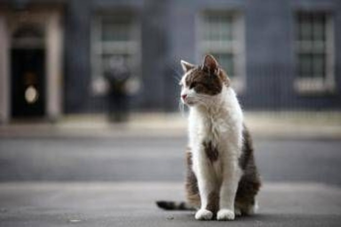 Gatto Larry compie 15 anni di servizio, è Chief Mouser a Downing Street Gatto Larry compie 15 anni di servizio, è Chief Mouser a Downing Street