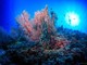 Clima, Wwf: &quot;Ridurre stress su barriere coralline ed emissioni gas serra&quot;