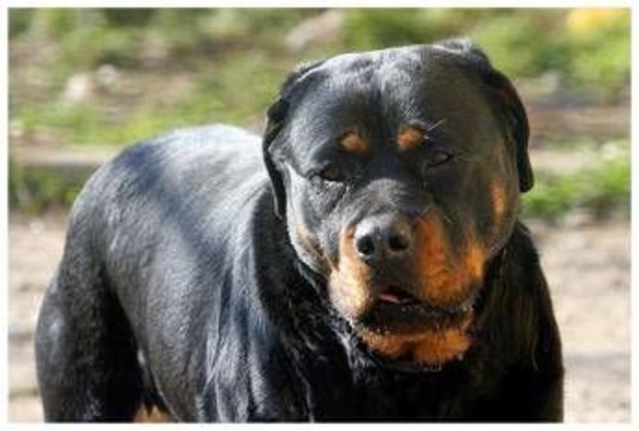 Azzannato in campagna da due rottweiler, muore 72enne: dramma a Lecce Azzannato in campagna da due rottweiler, muore 72enne: dramma a Lecce