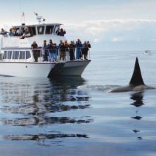 Imperia: da domenica tre giorni dedicati al Whale Watching