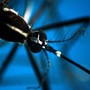 Dengue e malaria, boom di casi: è colpa del clima, allarme infettivologi