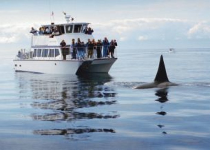 Imperia: da domenica tre giorni dedicati al Whale Watching Imperia: da domenica tre giorni dedicati al Whale Watching