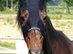 Morto Varenne, il più grande cavallo trottatore di tutti i tempi: aveva 31 anni Morto Varenne, il più grande cavallo trottatore di tutti i tempi: aveva 31 anni