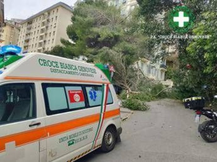 Maltempo sull'Italia, donna ferita da un ramo caduto a Genova. Grandine e pioggia a Roma, traffico in tilt Maltempo sull'Italia, donna ferita da un ramo caduto a Genova. Grandine e pioggia a Roma, traffico in tilt