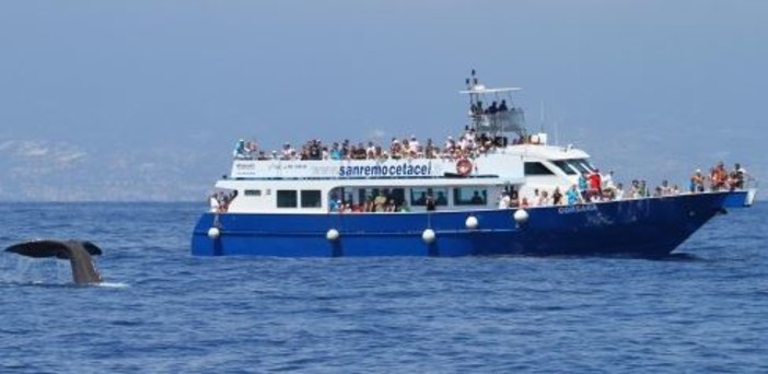 Dal 15 giugno, ritornano le escursioni di avvistamento cetacei. Gli orari e i luoghi di partenza