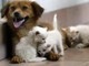 Acqua sempre disponibile e attenzione a superfici calde, 5 consigli per proteggere cani e gatti in estate Acqua sempre disponibile e attenzione a superfici calde, 5 consigli per proteggere cani e gatti in estate
