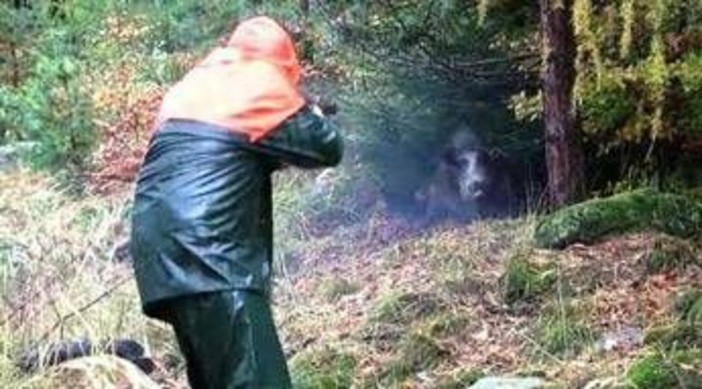 Partecipa a battuta di caccia al cinghiale ma l'animale lo carica alle spalle: cacciatore in ospedale Partecipa a battuta di caccia al cinghiale ma l'animale lo carica alle spalle: cacciatore in ospedale
