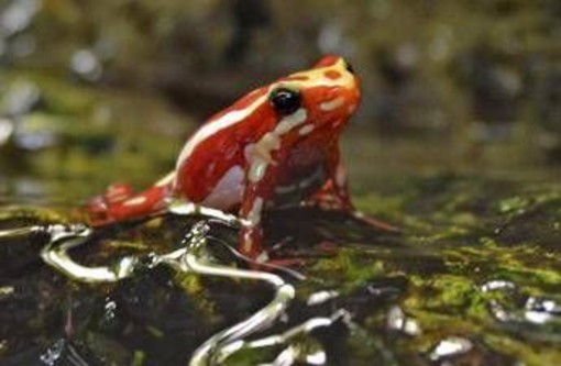 Epibatidina, tossina della rana freccia: cos'è il veleno che potrebbe aver ucciso Navalny