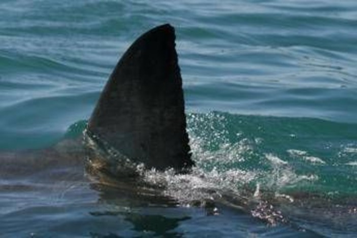 Morto il 12enne attaccato da uno squalo nel porto di Sydney