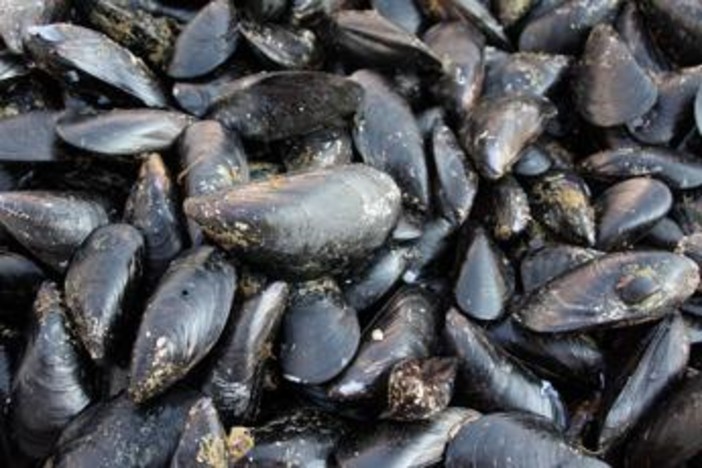 Caldo fa strage di molluschi nel delta del Po, moria di cozze e vongole