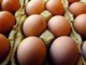 Richiamo uova biologiche per rischio Salmonella: lotti e scadenze Richiamo uova biologiche per rischio Salmonella: lotti e scadenze