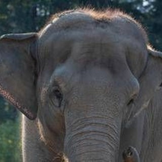 India, treno passeggeri travolge una mandria di elefanti: uccisi 8 esemplari