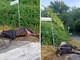 Violento incidente sulla via dei Laghi, auto finisce contro un toro. Il sindaco di Nemi: "Sfiorata la tragedia" Violento incidente sulla via dei Laghi, auto finisce contro un toro. Il sindaco di Nemi: "Sfiorata la tragedia"
