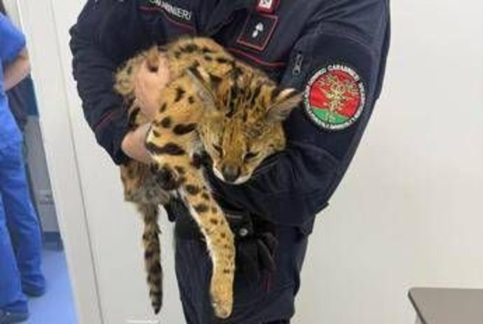 Milano, trovato e catturato un gattopardo africano nel parco di Garbagnate Milano, trovato e catturato un gattopardo africano nel parco di Garbagnate