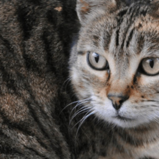 Scoperta nuova specie di felino selvatico, si trova in Bolivia: è il gatto Tilcayo Scoperta nuova specie di felino selvatico, si trova in Bolivia: è il gatto Tilcayo