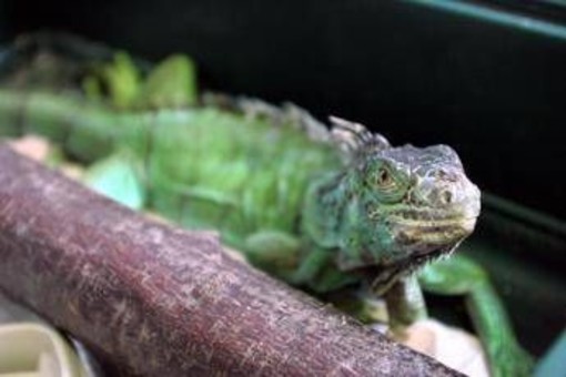 Florida, freddo record: dagli alberi cadono... iguane