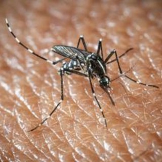 West Nile e Dengue, aumentano i casi in Italia: gli ultimi dati dell'Iss West Nile e Dengue, aumentano i casi in Italia: gli ultimi dati dell'Iss
