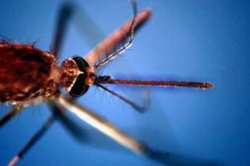 West Nile, morta a Fondi 82enne: era stata ricoverata per febbre e stato confusionale West Nile, morta a Fondi 82enne: era stata ricoverata per febbre e stato confusionale