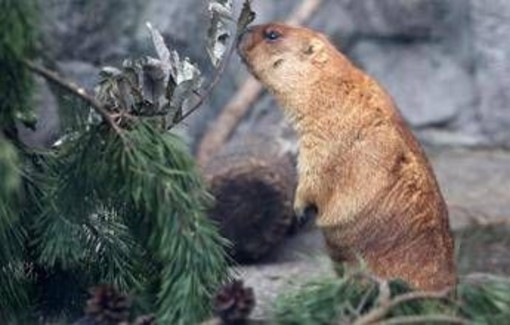 Troppo caldo in Svizzera, le marmotte traslocano più in alto (ma non troppo)
