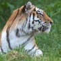 Scavalca il recinto e viene sbranato da una tigre allo zoo: tragedia nello Yorkshire Scavalca il recinto e viene sbranato da una tigre allo zoo: tragedia nello Yorkshire