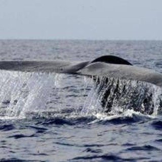Balena di 200 anni in Groenlandia: "È nata prima della guerra civile americana"