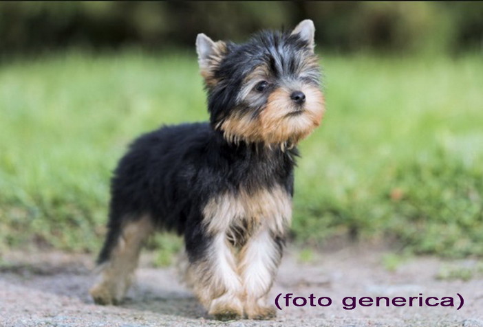 Sanremo: zona San Romolo è stato trovato un cagnolino, si cercano i proprietari