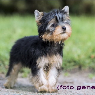 Sanremo: zona San Romolo è stato trovato un cagnolino, si cercano i proprietari