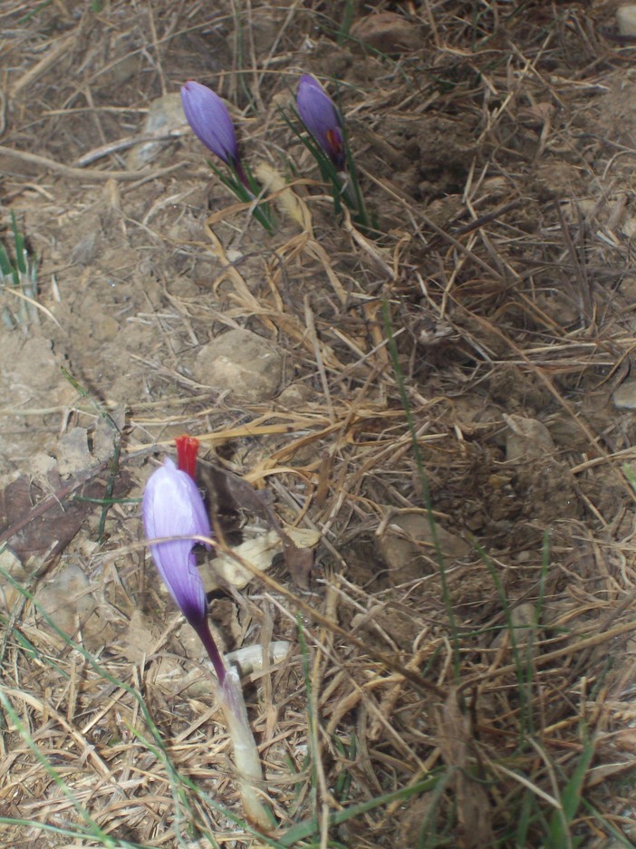 Diano San Pietro: buon raccolto per lo zafferano