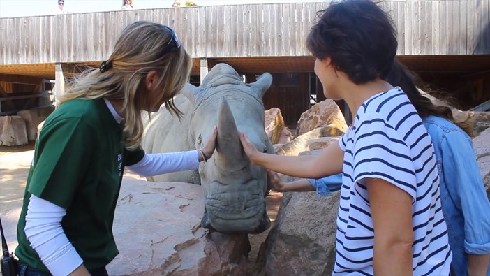 Zoom Torino protegge i rinoceronti bianchi del Parco Nazionale Pilanesberg in Sudafrica con il progetto “Adotta un rinoceronte” Zoom Torino protegge i rinoceronti bianchi del Parco Nazionale Pilanesberg in Sudafrica con il progetto “Adotta un rinoceronte”