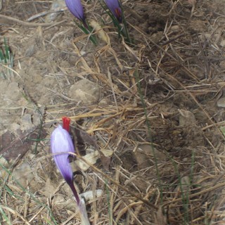 Diano San Pietro: buon raccolto per lo zafferano