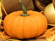 Vallecrosia, la pioggia ferma la 'Festa della Zucca'. Biancheri: "L'evento è annullato" Vallecrosia, la pioggia ferma la 'Festa della Zucca'. Biancheri: "L'evento è annullato"