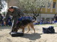 Il cane Zaffo durante un'esercitazione nelle scuole.