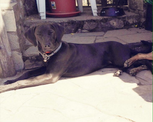 Bajardo: è stata smarrita la cagnolina Zora. I proprietari la stanno cercando Bajardo: è stata smarrita la cagnolina Zora. I proprietari la stanno cercando