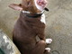 Enpa di Sanremo: il cagnolino Zeus aspetta una nuova famiglia tutta per lui