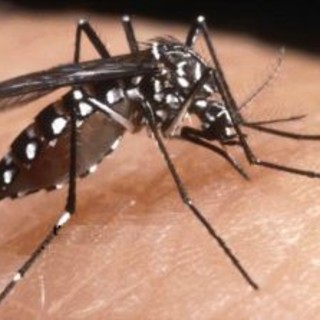Allerta zanzare in Liguria, le province di Imperia e Savona le più infestate