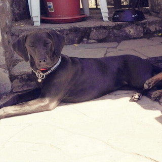 Bajardo: è stata smarrita la cagnolina Zora. I proprietari la stanno cercando Bajardo: è stata smarrita la cagnolina Zora. I proprietari la stanno cercando