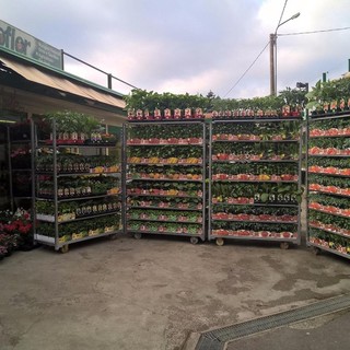 Da Zooflor di Taggia sono arrivate nuove piantine da orto dell'azienda di Forlì OrtoMio