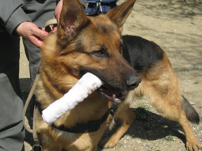 Ventimiglia: arrestati dalla Guardia di Finanza due corrieri di sostanze stupefacenti: uno di cocaina ed uno di hashish.