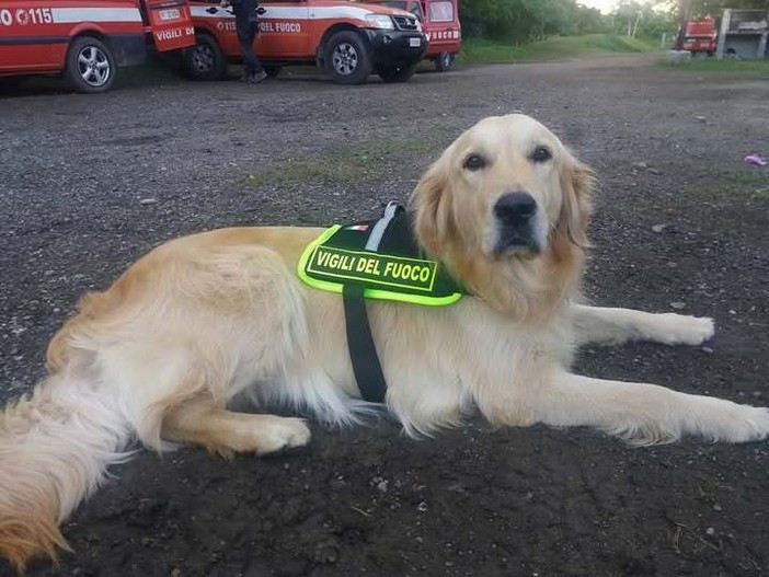 È morta Zoe, la cagnolina dei vigili del fuoco che cercò i dispersi al ponte Morandi È morta Zoe, la cagnolina dei vigili del fuoco che cercò i dispersi al ponte Morandi