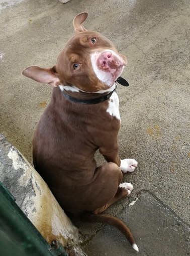 Enpa di Sanremo: il cagnolino Zeus aspetta una nuova famiglia tutta per lui Enpa di Sanremo: il cagnolino Zeus aspetta una nuova famiglia tutta per lui