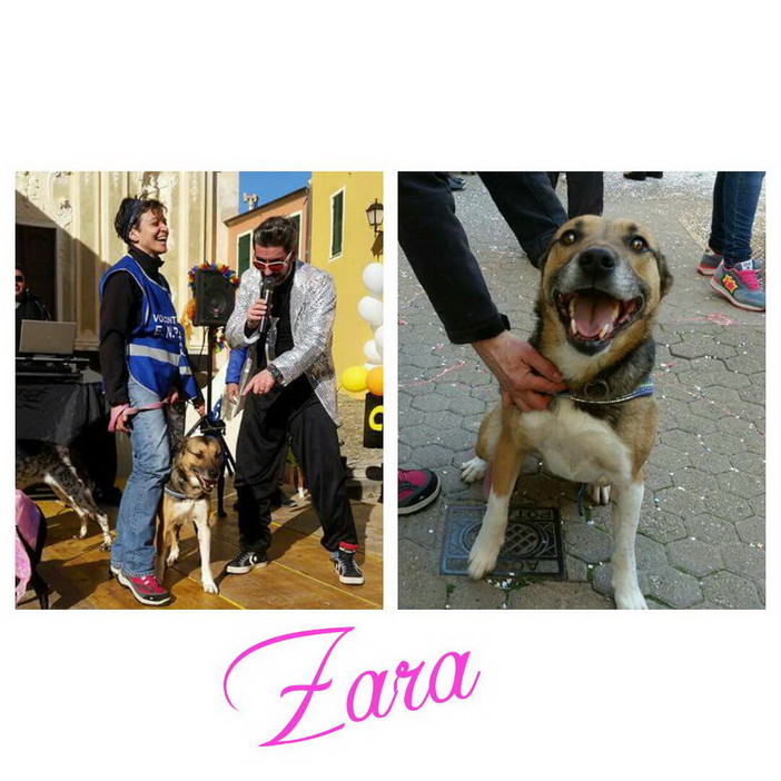 Enpa di Sanremo: la cagnolina Zara è in cerca di una nuova famiglia