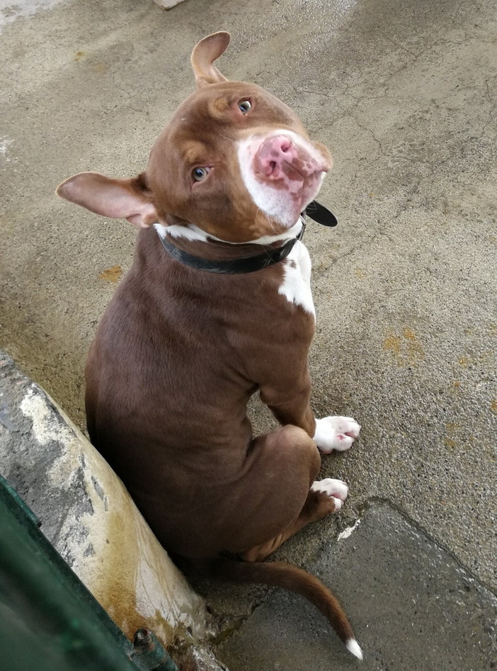 Enpa di Sanremo: il cagnolino Zeus aspetta una nuova famiglia tutta per lui Enpa di Sanremo: il cagnolino Zeus aspetta una nuova famiglia tutta per lui