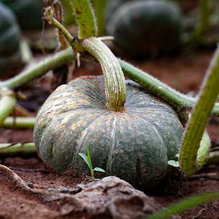 La zucca di Piozzo diventa Presidio Slow Food