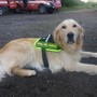 È morta Zoe, la cagnolina dei vigili del fuoco che cercò i dispersi al ponte Morandi È morta Zoe, la cagnolina dei vigili del fuoco che cercò i dispersi al ponte Morandi