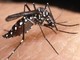 Anche a Vallecrosia è partita la campagna informativa per la lotta alla zanzara tigre