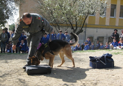 Il cane Zaffo durante un'esercitazione nelle scuole.
