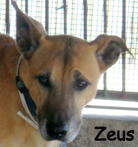 Enpa di Sanremo: Zeus ha bisogno di una nuova famiglia